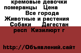 кремовые девочки померанцы › Цена ­ 30 000 - Все города Животные и растения » Собаки   . Дагестан респ.,Кизилюрт г.